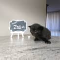 Photo of Zazu