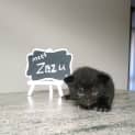 Photo of Zazu