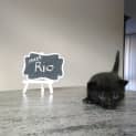 Photo of Rio
