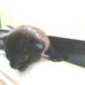 Photo of Zazu