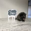 Photo of Zazu
