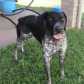 Photo of Mollie *On Trial In Her New Home*