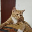 Photo of Layla