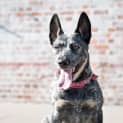 Photo of Jax * I'm Just $200! *