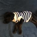 Photo of Alfie