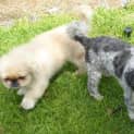 Photo of Prince 1322 & Rex 1323