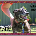 Photo of Molly ~ Kelpie X Gsd Senior (Adopted 13/11/16)