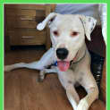 Photo of Brutus ~ Great Dane X Bull Mastiff (On Trial 5/3)