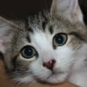 Photo of Molly