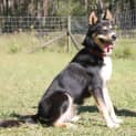 Photo of Diego ~ Husky X Kelpie ~ On Trial 18/8/17