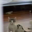 Photo of Louis