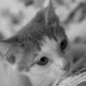 Photo of Louis