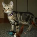 Photo of Cleopatra Kitten