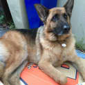 Photo of Whisky On Trial In His New Home