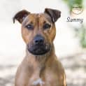 Photo of Sammy Id19338