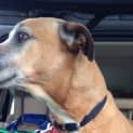 Photo of Cassie (Dog/Cat/Child Friendly)