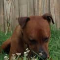 Photo of Jackson *Adoption Pending*