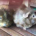 Photo of Hendrix And Nimble
