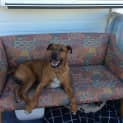 Photo of Jackson *Adoption Pending*