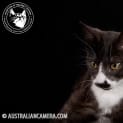 Photo of Smudge