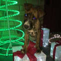 Photo of Nalah *Adoption Pending*