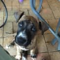 Photo of Nalah *Adoption Pending*