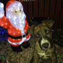 Photo of Nalah *Adoption Pending*