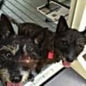 Photo of Samson & Delilah