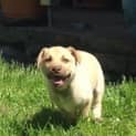 Photo of Rosie