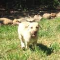 Photo of Rosie