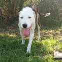 Photo of Tex