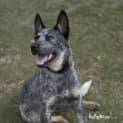 Photo of Jax * I'm Just $200! *