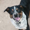 Photo of Chevy