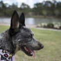 Photo of Jax * I'm Just $200! *