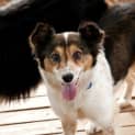 Photo of Cookie3
