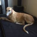 Photo of Pippa