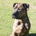 Photo of Clyde *I'm Only $200*