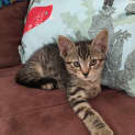 Photo of Buddy