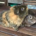 Photo of Hendrix And Nimble