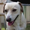 Photo of Dasher D0294