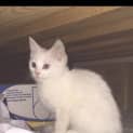 Photo of Nala
