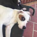 Photo of Indi