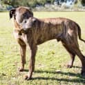 Photo of Clyde *I'm Only $200*