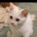 Photo of Nala