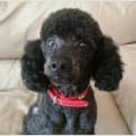 Photo of Scooby