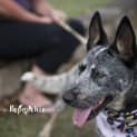 Photo of Jax * I'm Just $200! *