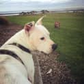 Photo of Josie