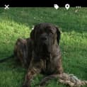 Photo of Bam Bam
