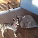 Photo of Jax * I'm Just $200! *