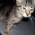 Photo of Tabbie Princess